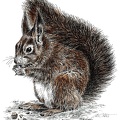 Eichhörnchen - Squirrel - K65