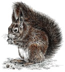 Eichhörnchen - Squirrel - K65