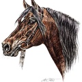 Pferd - Horse - K69