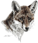 Fuchs - Fox - K67