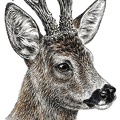 Rehbock - Roebuck - K72
