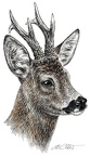 Rehbock - Roebuck - K72