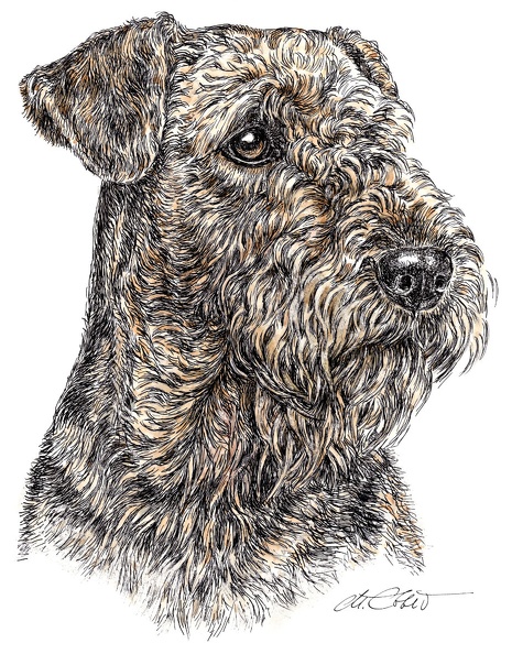 AiredaleTerrier-K2.jpg