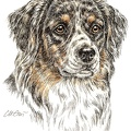 Australian Shepherd - K3