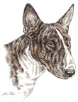 Bullterrier - K9