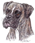 Boxer - K73