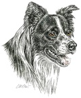 Border Collie - K7