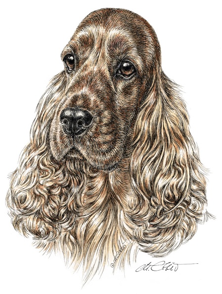 CockerSpaniel-K10.jpg