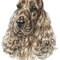 Cocker Spaniel - K10