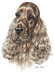 Cocker Spaniel - K10