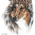 Collie -  K11