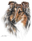 Collie -  K11