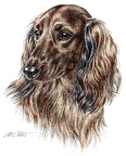 Langhaardackel - Dachshund - K13