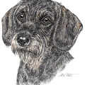 Rauhaardackel - Dachshund - K14