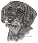 Rauhaardackel - Dachshund - K14