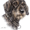 Rauhaardackel - Dachshund - K15