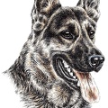 Deutscher Schaeferhund - German Shepherd Dog - K23