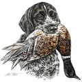 Deutsch Drahthaar - German Wirehaired Pointer - K22