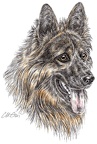 Deutscher Schaeferhund - German Shepherd Dog - K24