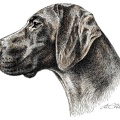 Deutsch Kurzhaar - German Shorthaired Pointer - K27