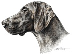 Deutsch Kurzhaar - German Shorthaired Pointer - K27