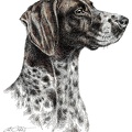 Deutsch Kurzhaar - German Shorthaired Pointer - K26
