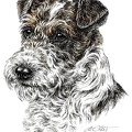 Foxterrier - K31