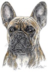 Französische Bulldogge - French Bulldog - K33