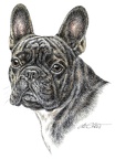 Französische Bulldogge - French Bulldog - K34