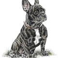 Französische Bulldogge - French Bulldog - K35