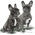Französische Bulldogge - French Bulldog - K36