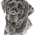 Labrador Retriever - K45