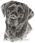 Labrador Retriever - K45