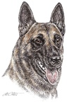 Malinois - K47