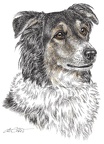 Mischling Cilly - Crossbreed - K49