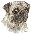 Mops - Pug - K53