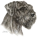 Riesenschnauzer - Giant Schnauzer - K57