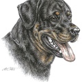 Rottweiler - K58