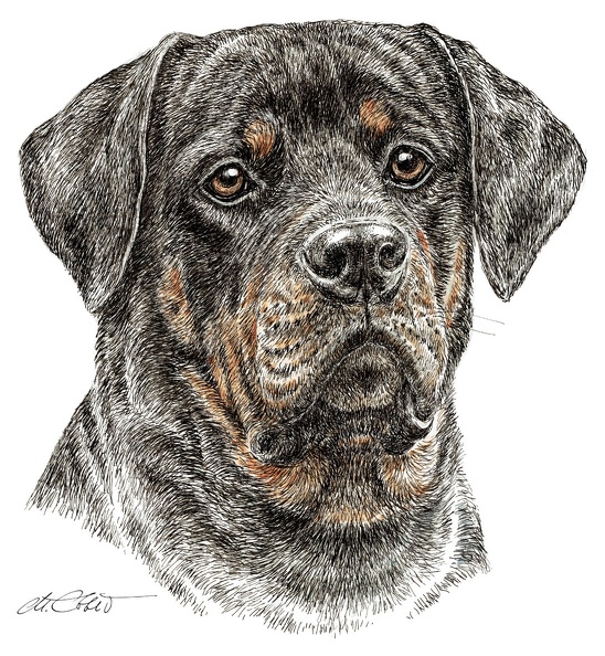 Rottweiler2-K59.jpg
