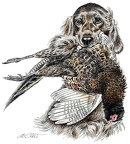 Irischer Setter - Irish Setter - K60