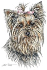 Yorkshire Terrier - K63