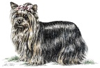 Yorkshire Terrier - K64