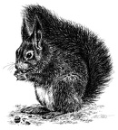 Eichhörnchen - Squirrel - T66