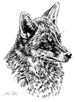Fuchs - Fox - T68