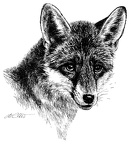 Fuchs - Fox - T69