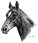 Horse - T72