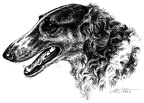 Barsoi - Borzoi - T4