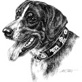 Appenzeller Sennenhund - Appenzell Mountain Dog - T3