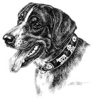 Appenzeller Sennenhund - Appenzell Mountain Dog - T3
