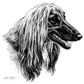 Afghane - Afghan Hound - T1